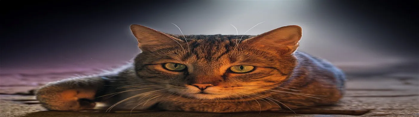 법무법인 서앤율